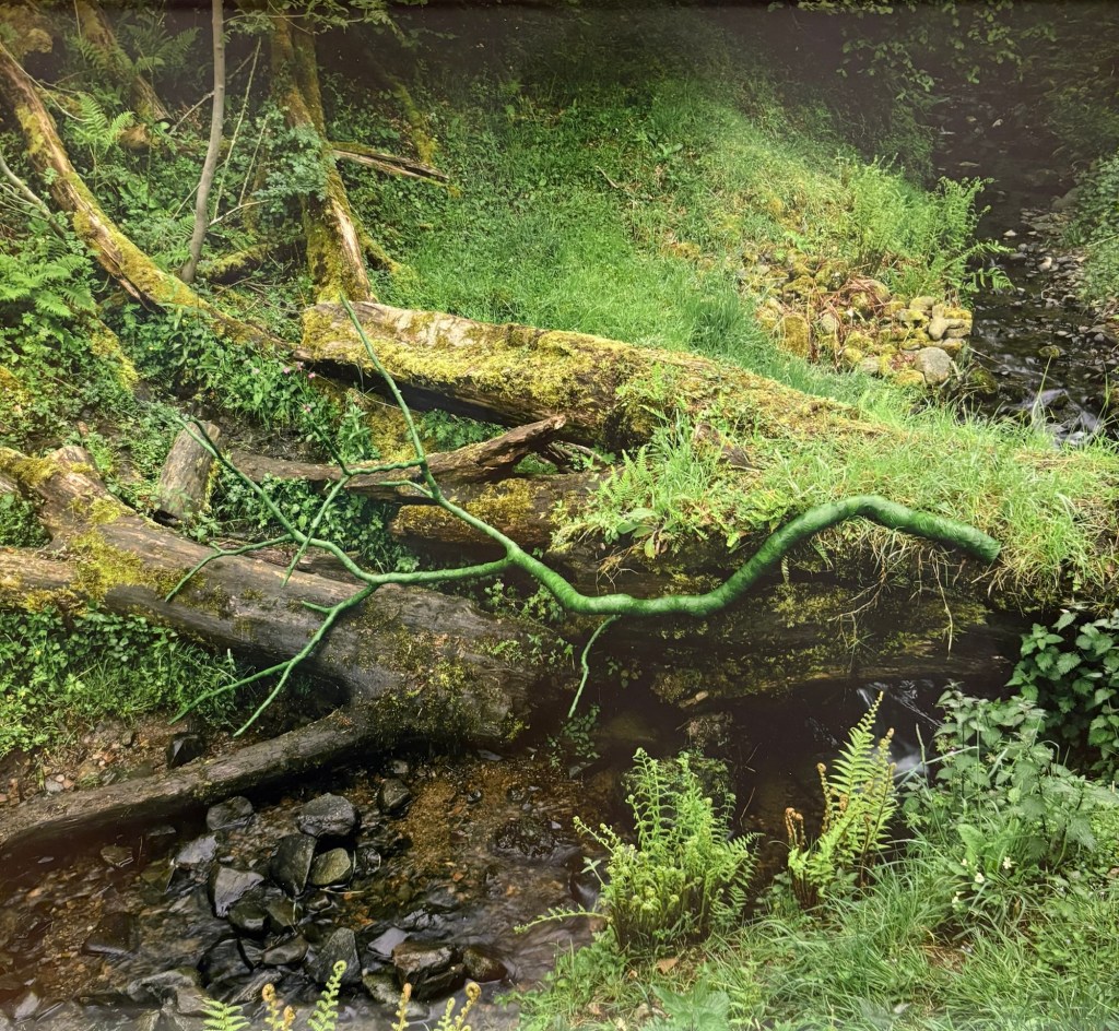 50 years of&nbsp;leaves